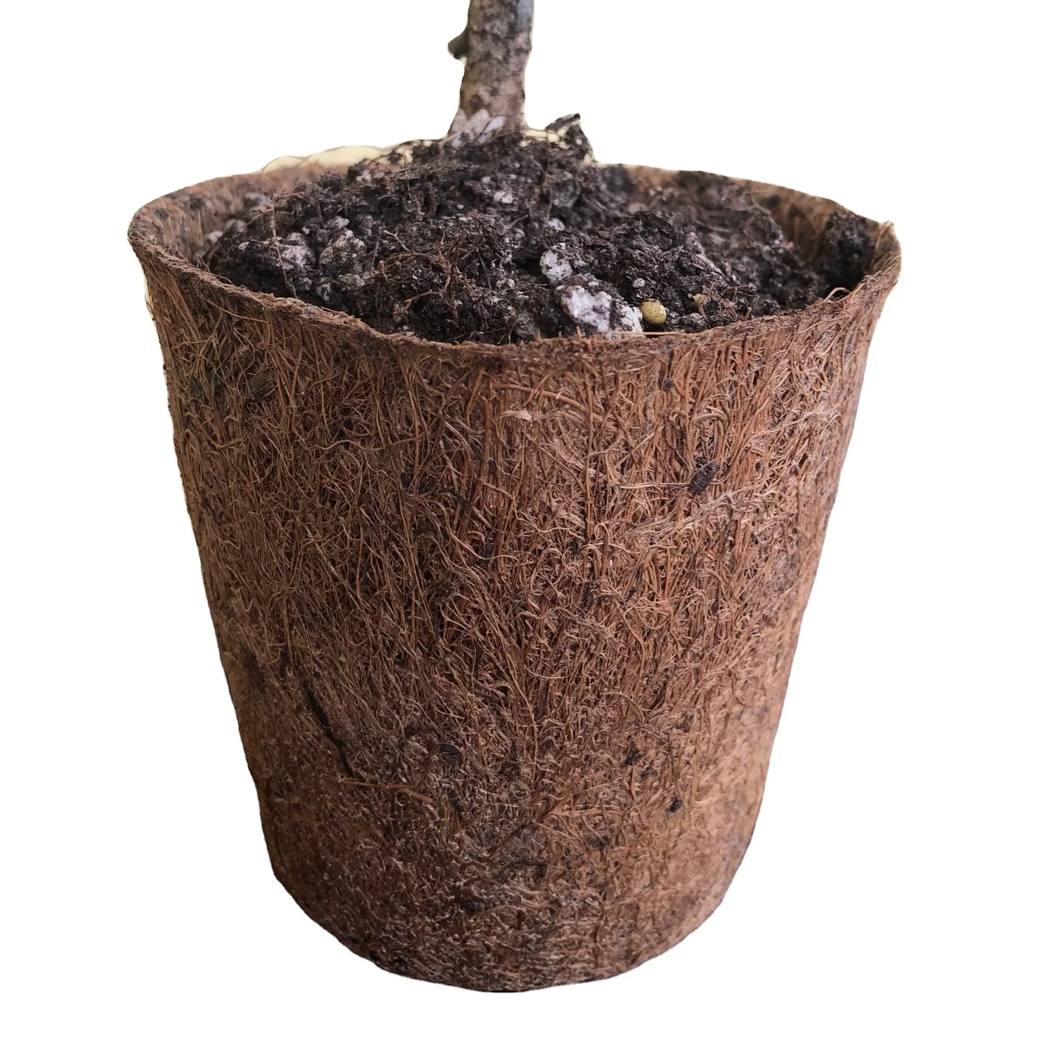 Flower and plant pot in coco fibre for planting  garden outdoor sustainable no plastic 10 cm diameter above