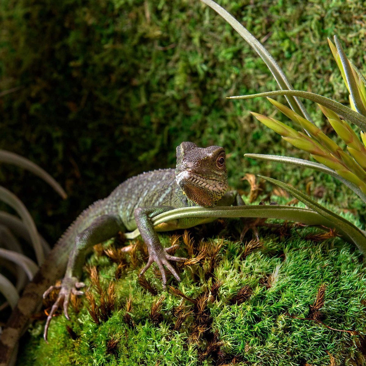 Galapagos Royal Pillow Moss Reptile and Amphibian Terrarium Moss， Fresh Green