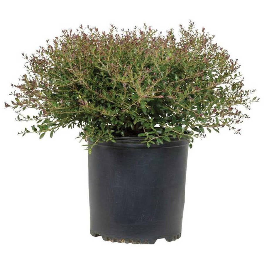 Bordeaux Yaupon Holly (2.5 Gallon) Compact Evergreen Shrub with Red-Hued Winter Foliage - Full Sun Live Outdoor Plant