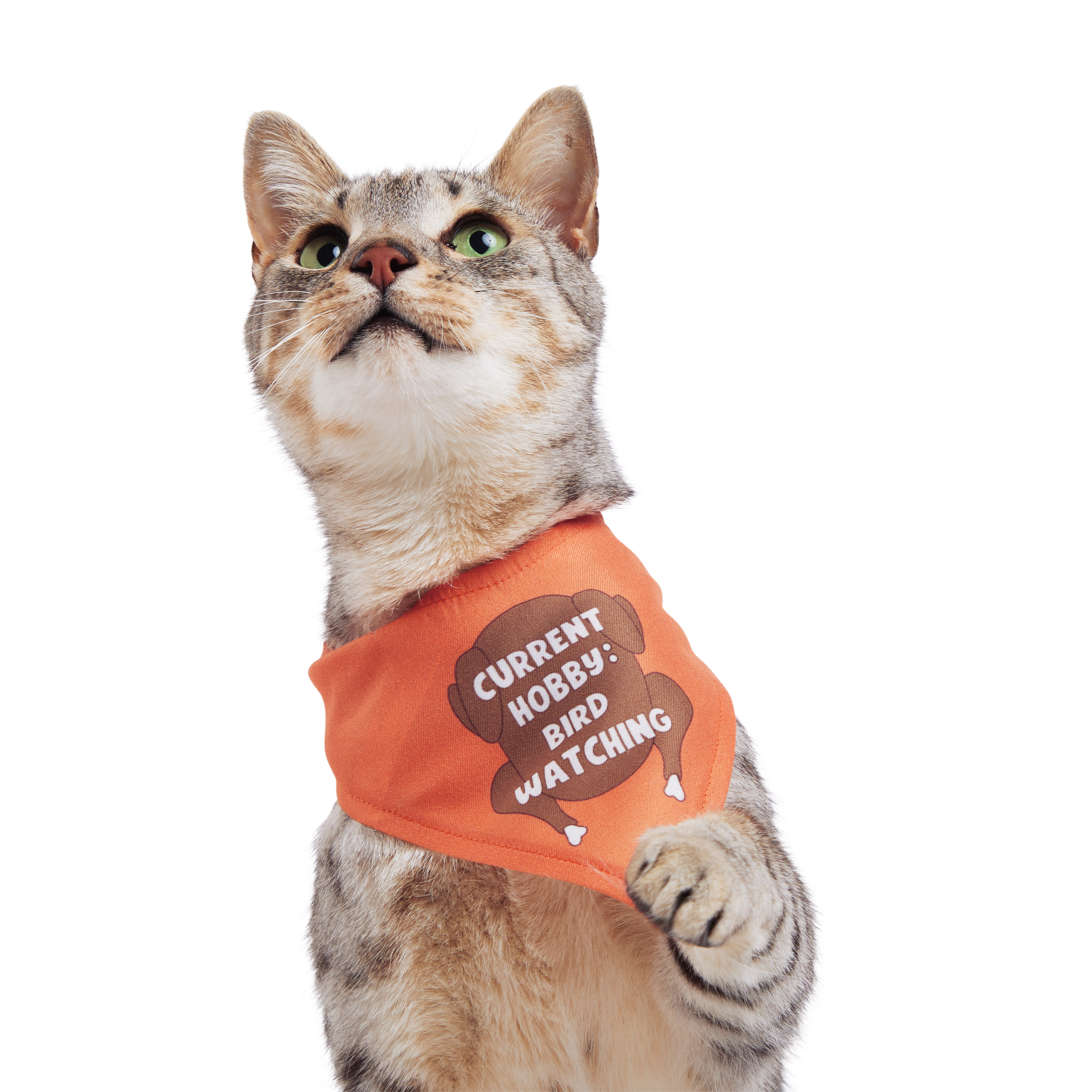 YOULY Thanksgiving Cat Bandana， Small/Medium