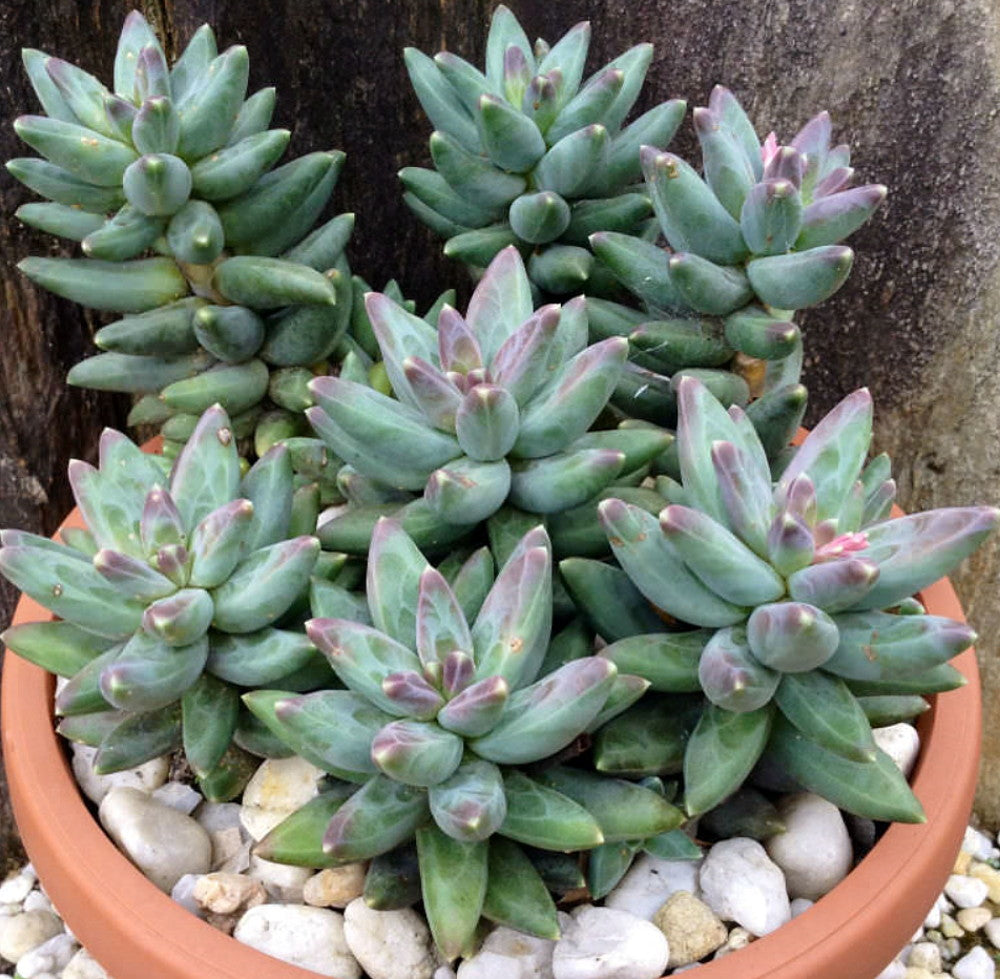 Little Jewel Desert Rose Succulent Plant - Pachyphytum compactum - 2.5