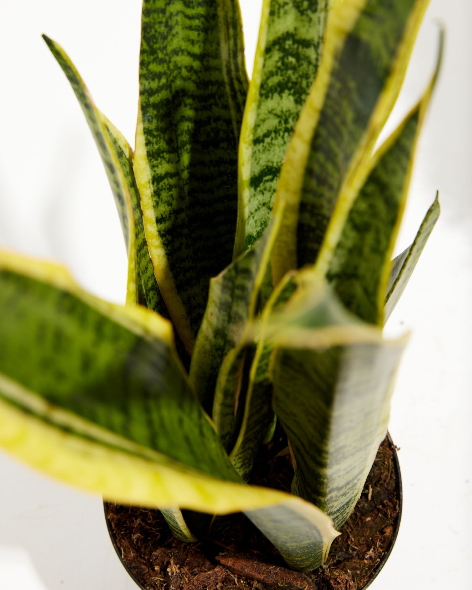 Variegated Laurentii Snake Plant