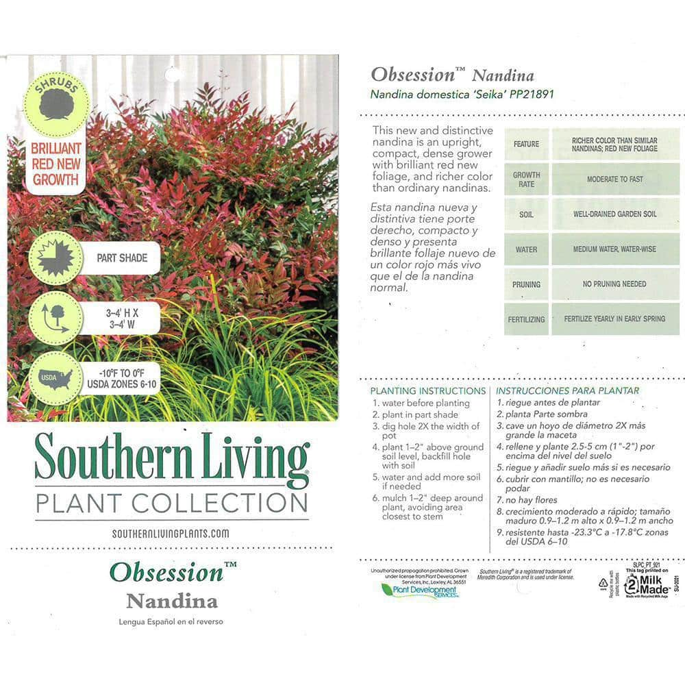 SOUTHERN LIVING 2 Gal. Obsession Nandina Shrub with Bright Red Foliage 14404