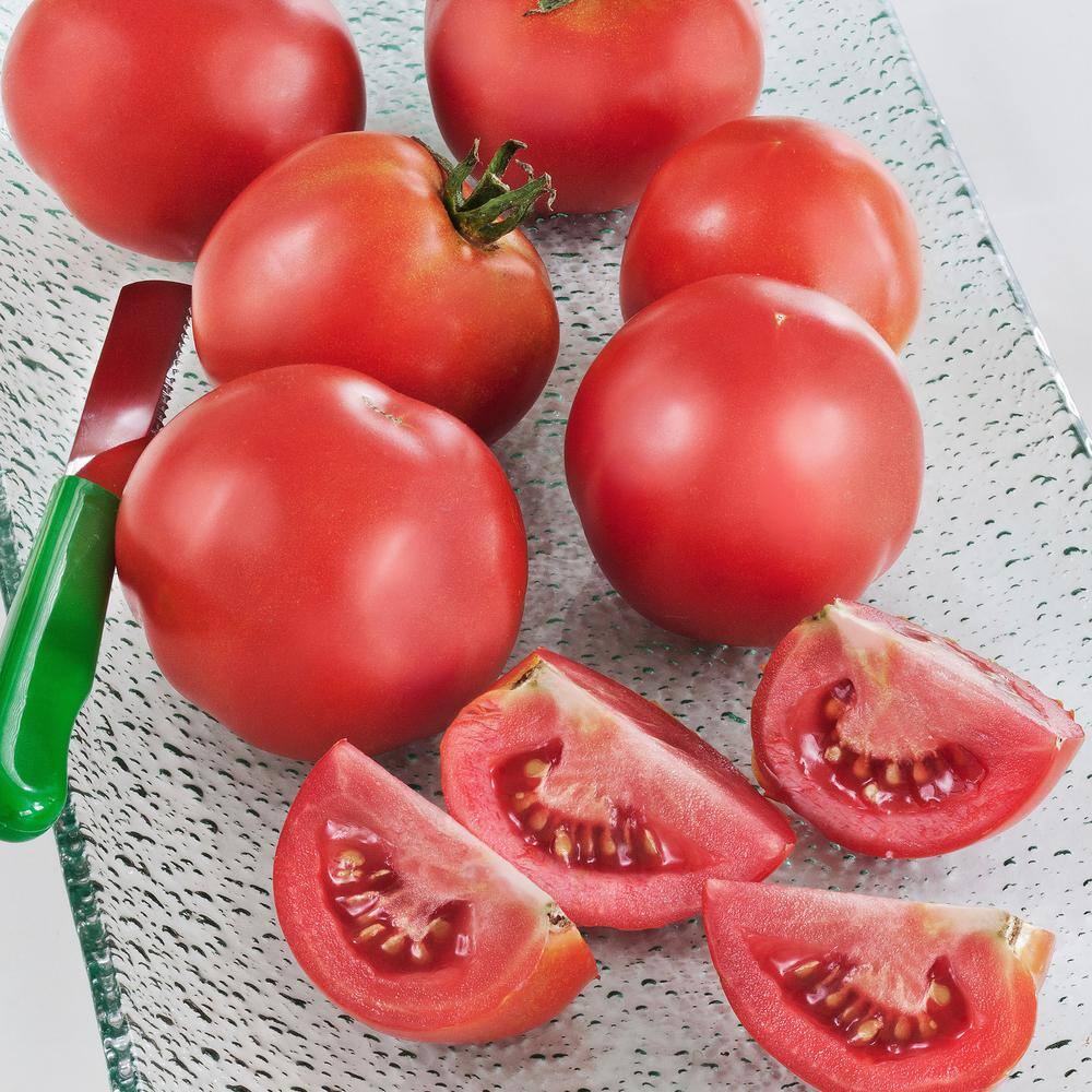Bonnie Plants 1.19 qt. Bush Early Girl Tomato Live Plant 0204