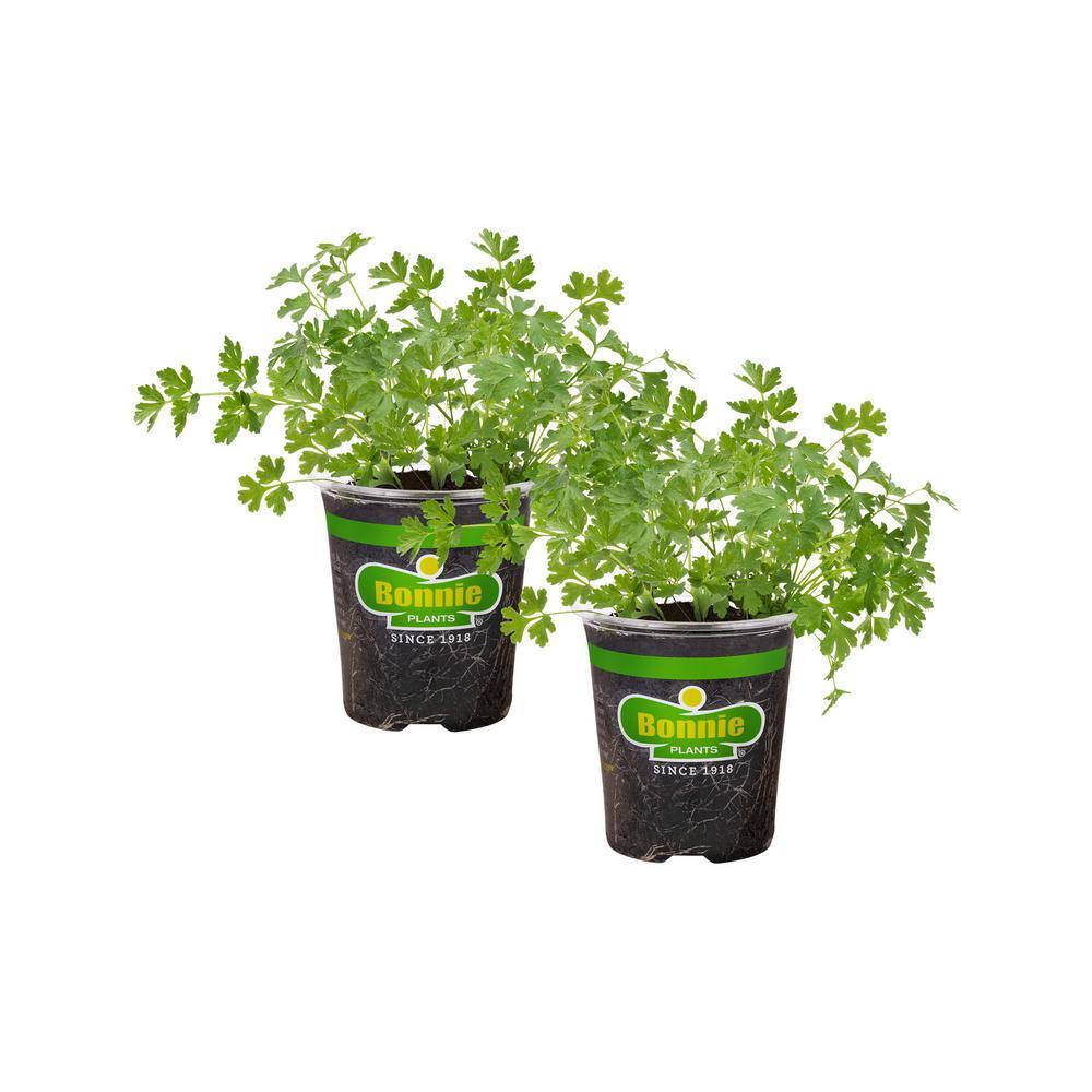 Bonnie Plants 19 oz. Italian Flat Leaf Parsley Herb Plant (2-Pack) 202016