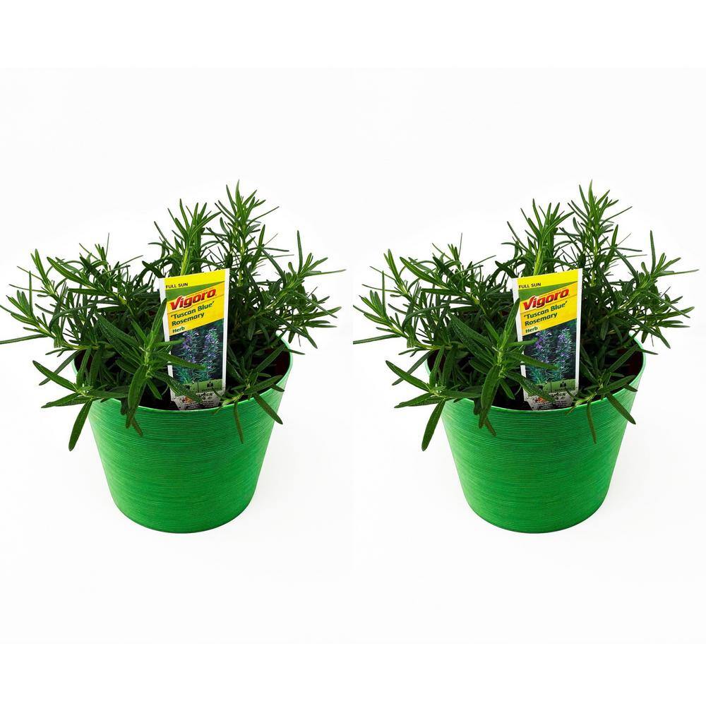 Pure Beauty Farms 1.5 Qt. Herb Plant Tuscan Rosemary in 6 In. Deco Pot (2-Plants) DC6HERBROSE2