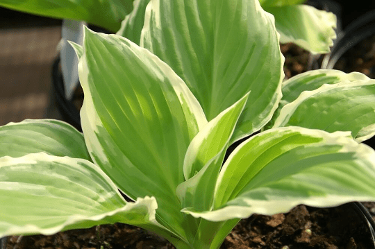 3 Undulata Albomarginata Hosta Plants in 3.5 inch cups