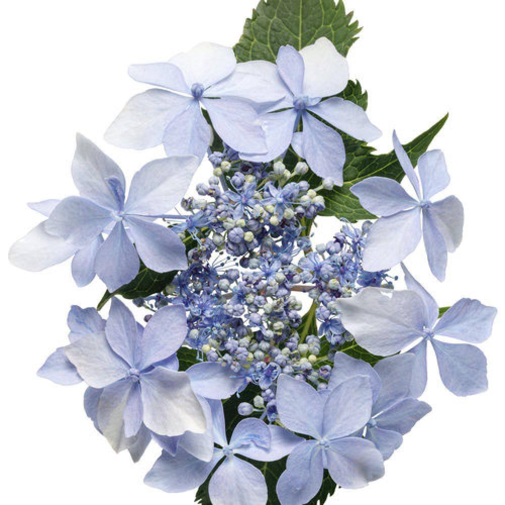 PROVEN WINNERS 3 Gal. Tuff Stuff Ah-Ha Hydrangea Serrata Live Flowering Shrub Reblooming Pink or Blue Flowers PWHYD3TSA1PK
