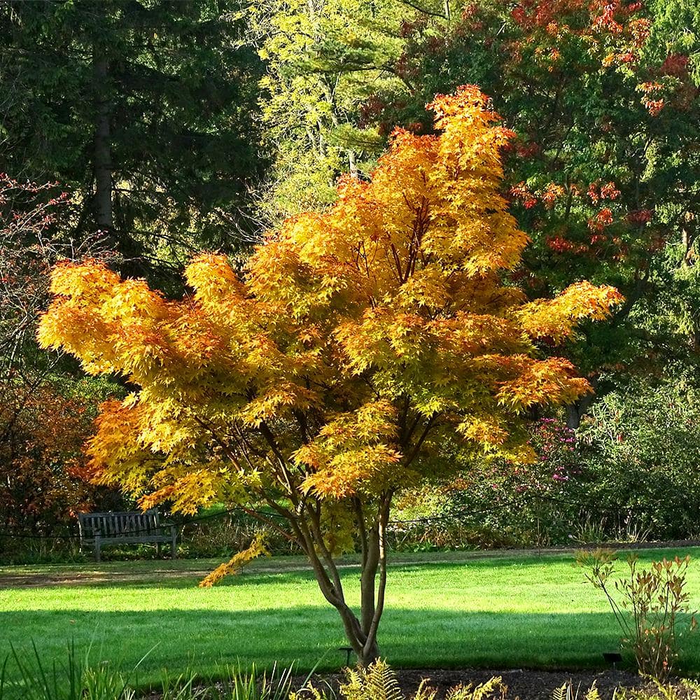 #5 pot Sango Kaku Japanese Green Maple MAPJSA05G