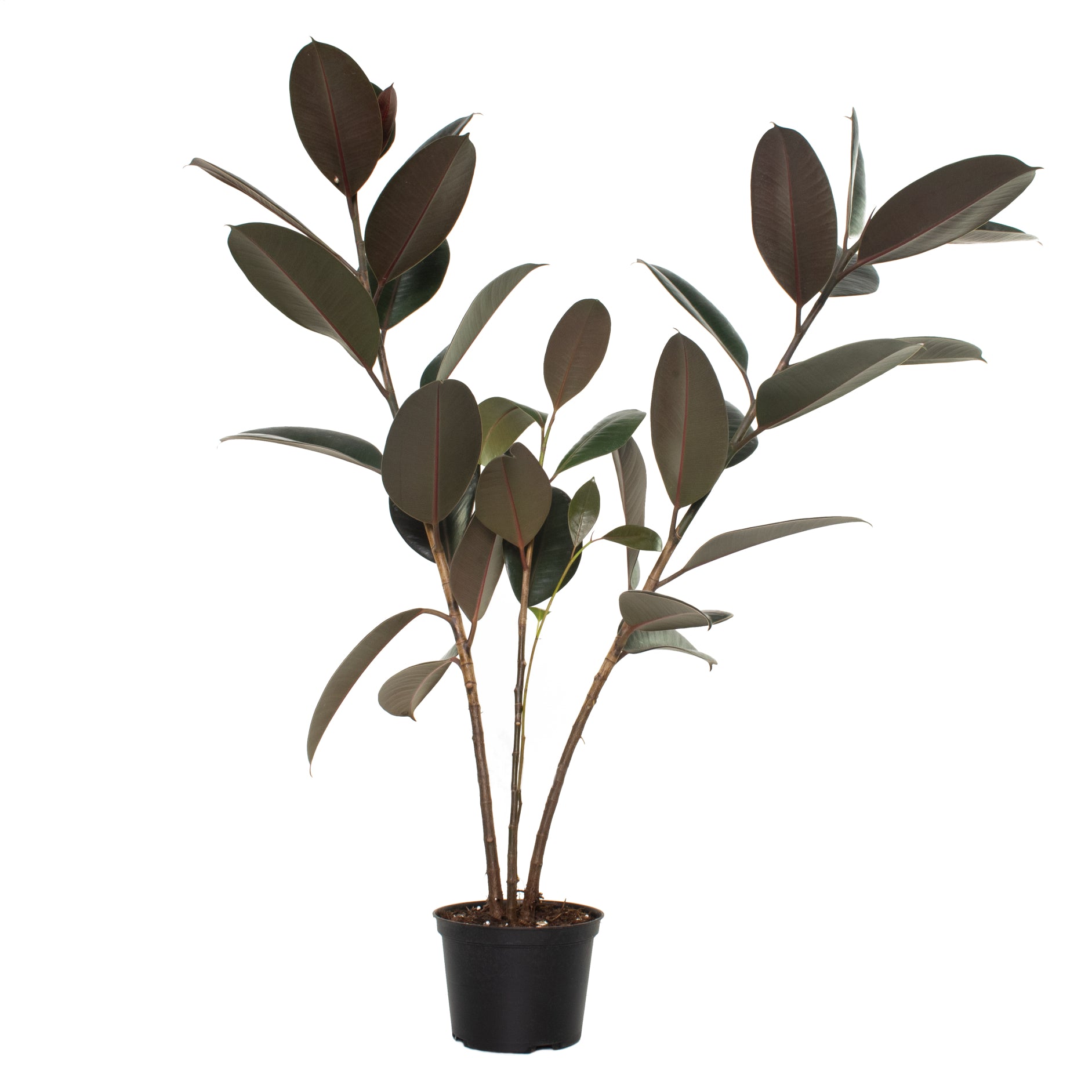 6 In. Ficus Burgundy Houseplant