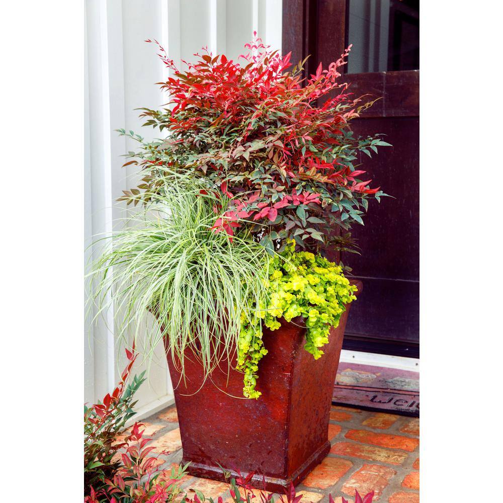SOUTHERN LIVING 1.5 Gal. Obsession Nandina Live Evergreen Shrub Brilliant-Red New Foliage 43142