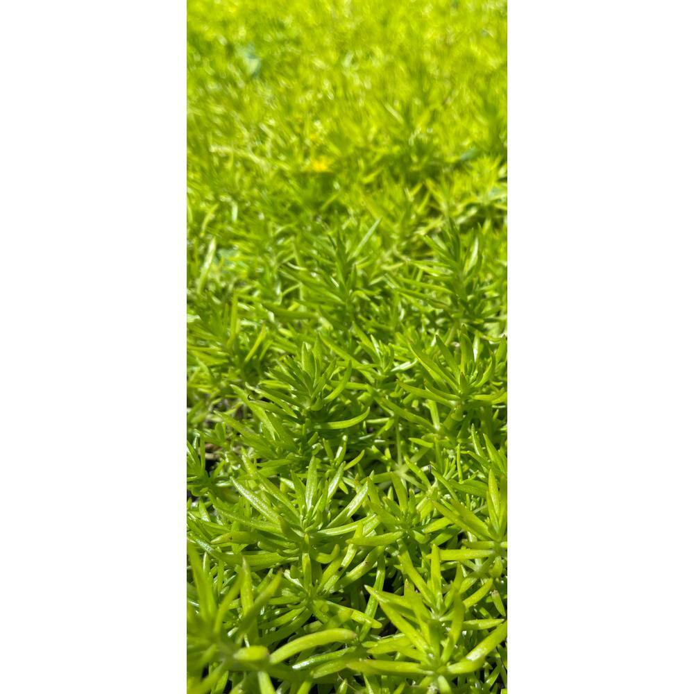 Zeus  Ruta Live Sedum Lemon Ball in Separate in Pots Pet-Safe (1-Pack) BG-39