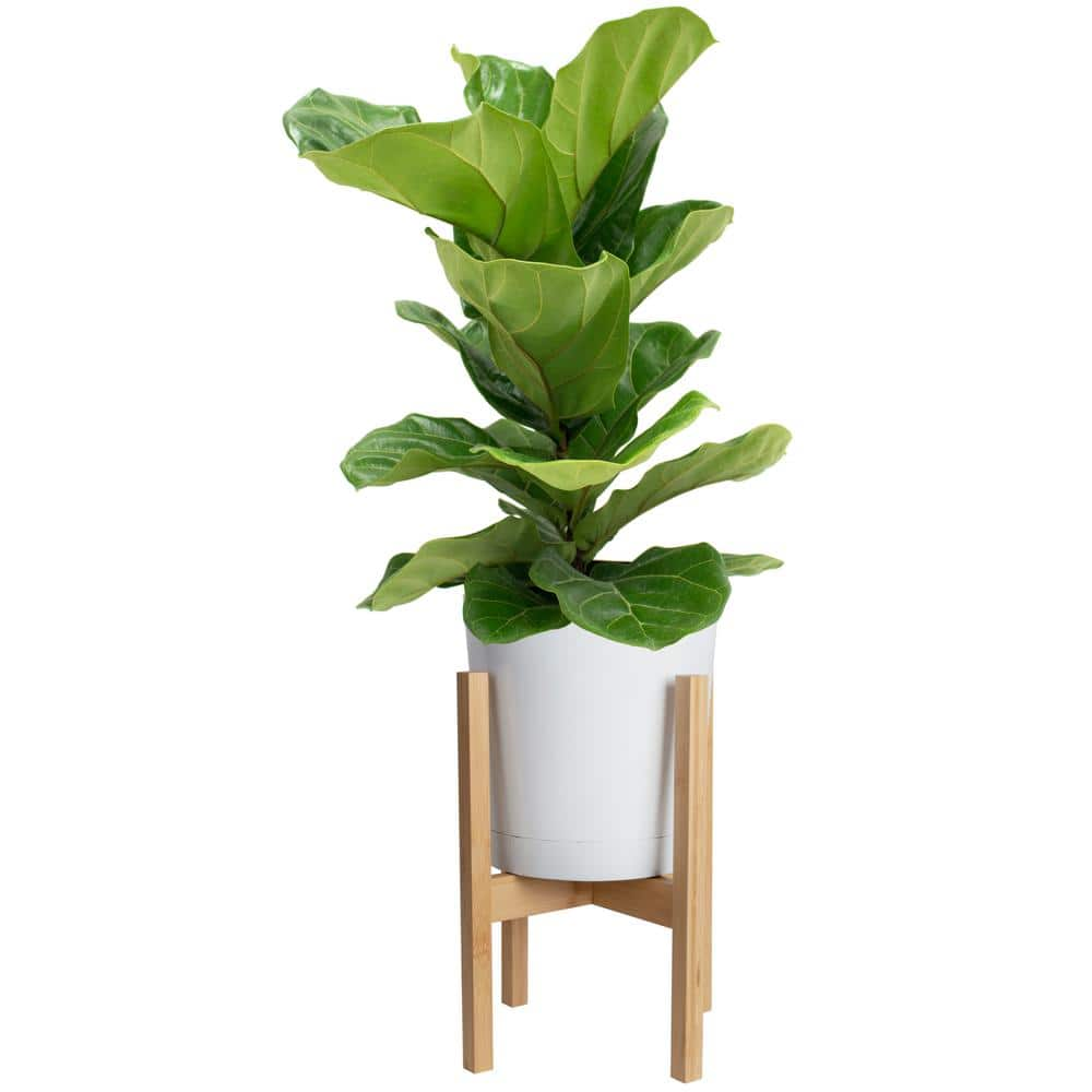 Costa Farms Ficus Lyrata Fiddle Leaf Bush Indoor Floor Plant in 9.25 in. White Cylinder Pot and Stand Avg. Shipping Height 3-4 ft. CO.FL10.3.CYL