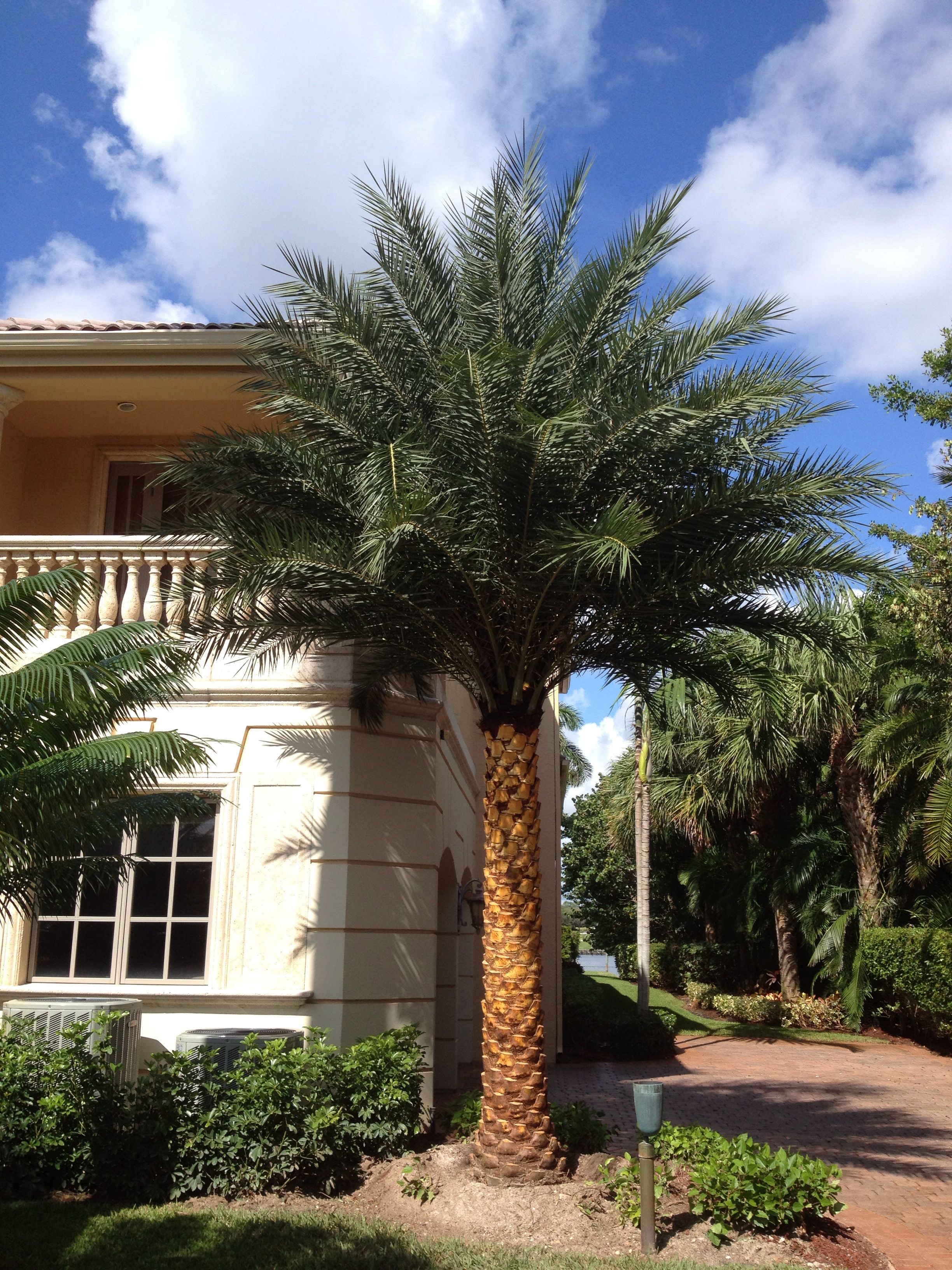 Sylvester Palm - Live Plant in a 10 inch Growers Pot - Phoenix Sylvestris- Hardy Palms from Florida