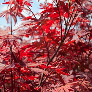 Perfect Plants Bloodgood Japanese Maple Tree in 1 Gal. Grower's Pot Vibrant Red Foliage THD00554