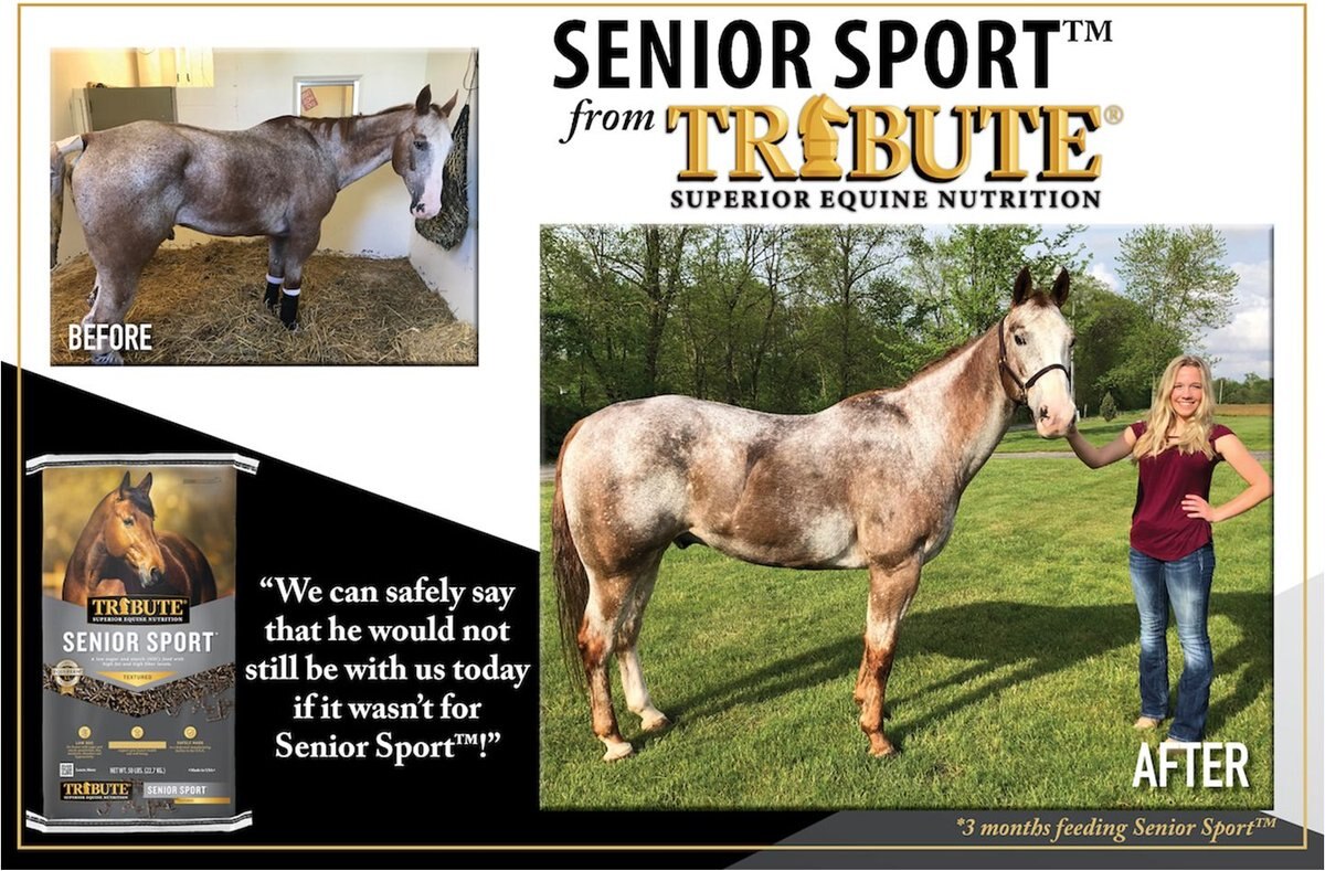 Tribute Equine Nutrition Senior Sport High Fiber， High Fat Horse Feed