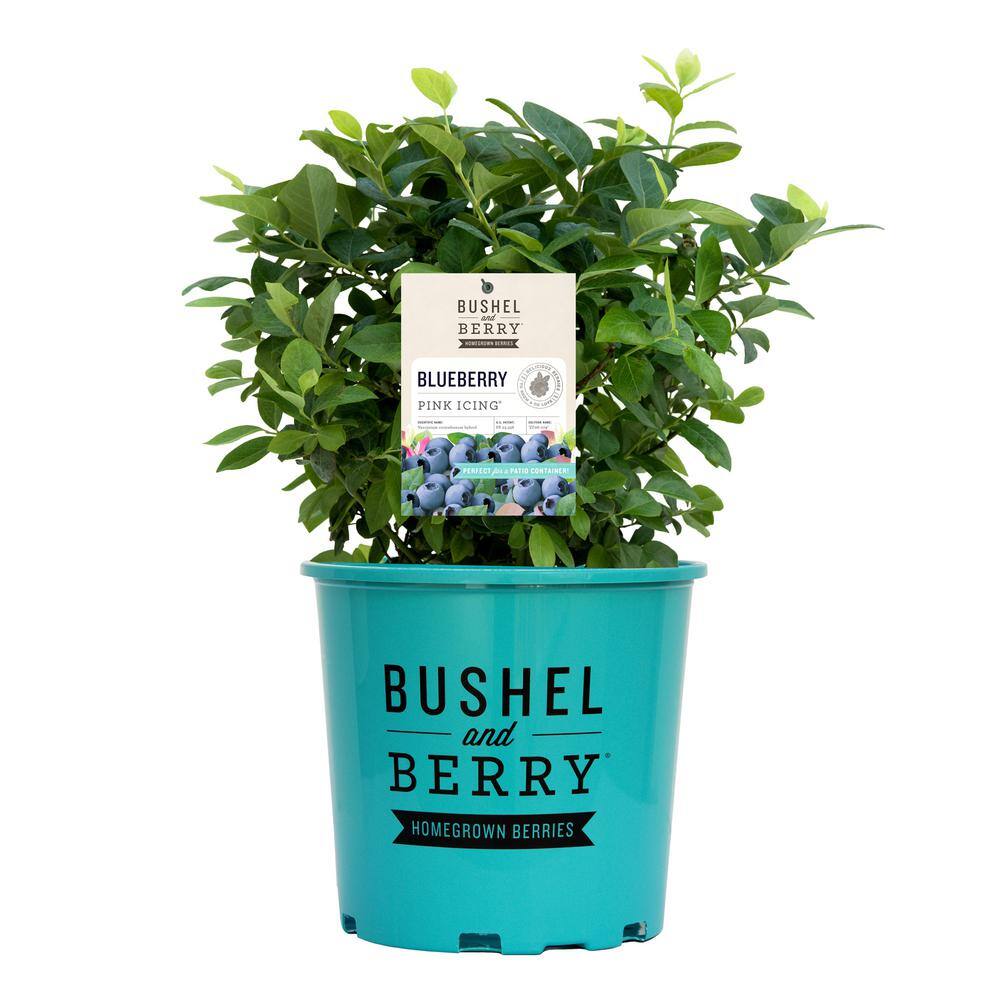 BUSHEL AND BERRY 2 Gal. Bushel and Berry Pink Icing Blueberry Live Plant 19575