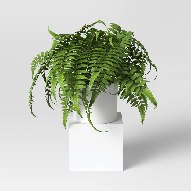 Boston Fern