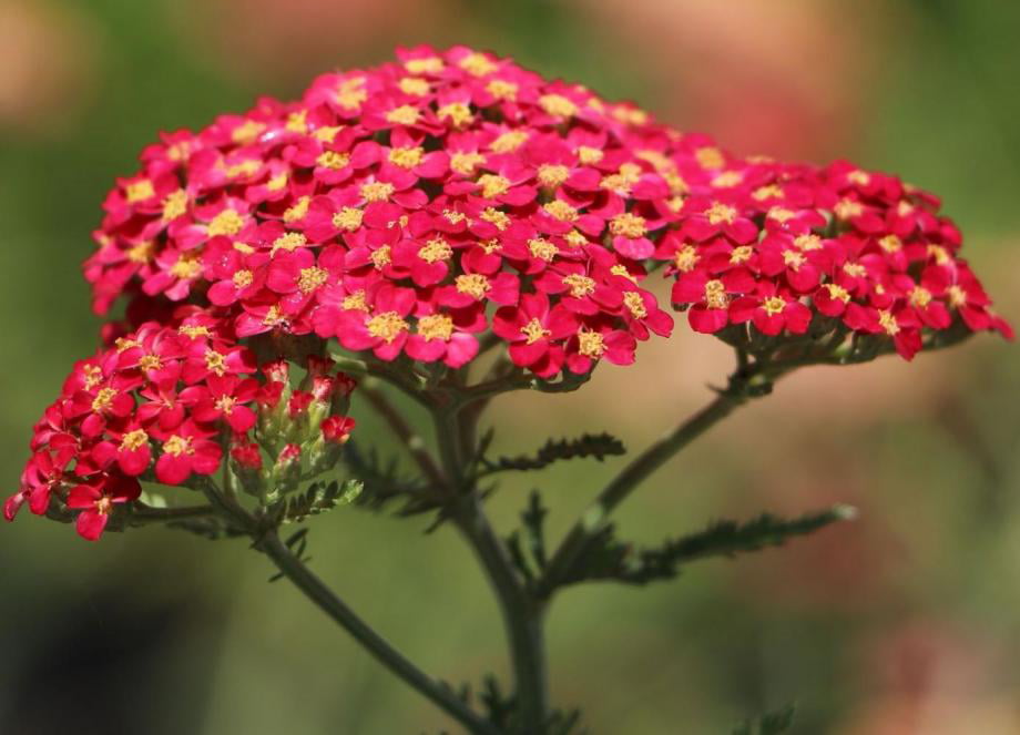 Classy Groundcovers - Achillea millefolium 'Paprika'  {25 Pots - 3 1/2 inch Square}