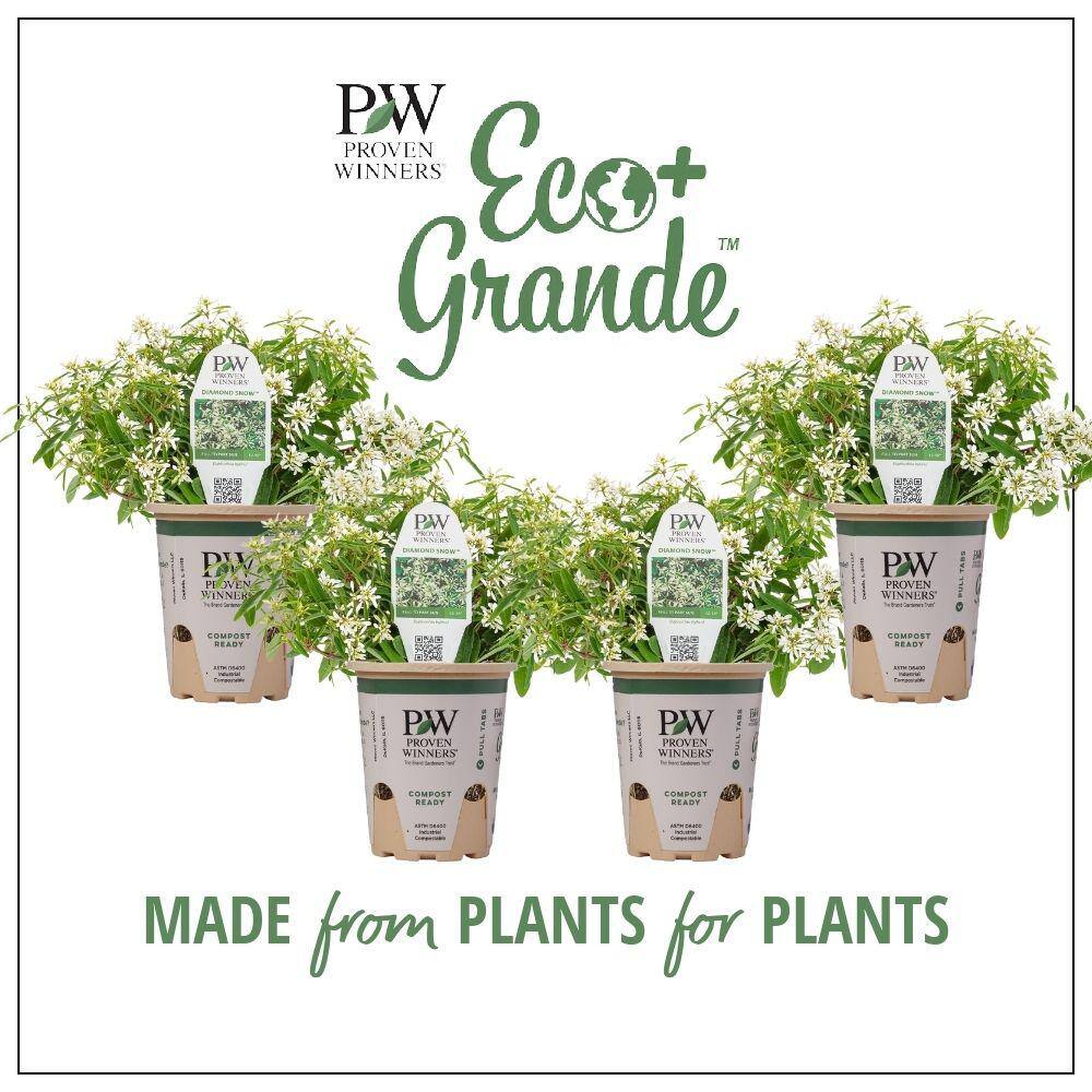 PROVEN WINNERS 4-Pack 4.25 in. Eco+Grande Diamond Snow (Euphorbia) Live Plant White Double Flowers EUPPRW1107504