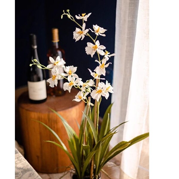 RusticReach White Hui Lan Orchid in Glass Pot