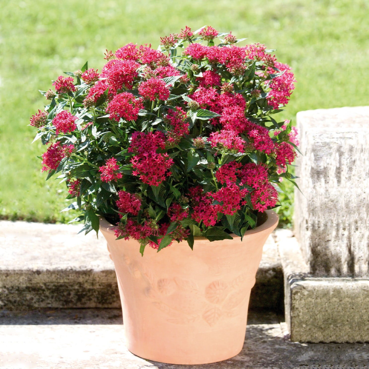 Costa Farms  Live Outdoor 11in. Tall Pink Pentas; Full Sun Outdoors Plant in 4.5in. Grower Pot， 4-Pack