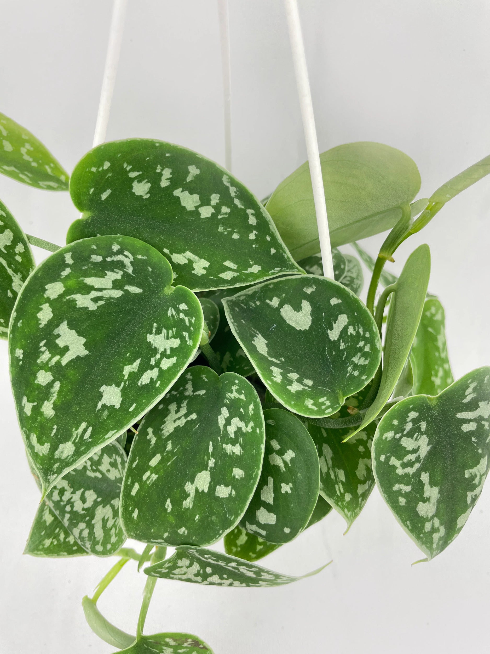 Scindapsus Pictus 'Argyraeus' Satin Pothos