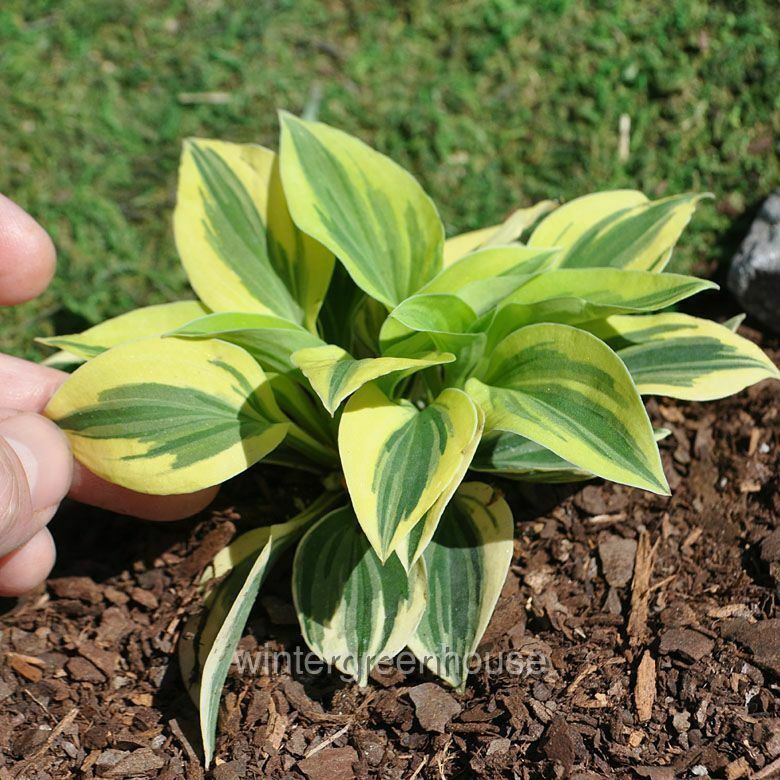 Hosta， Cameo - Pot Size: 3