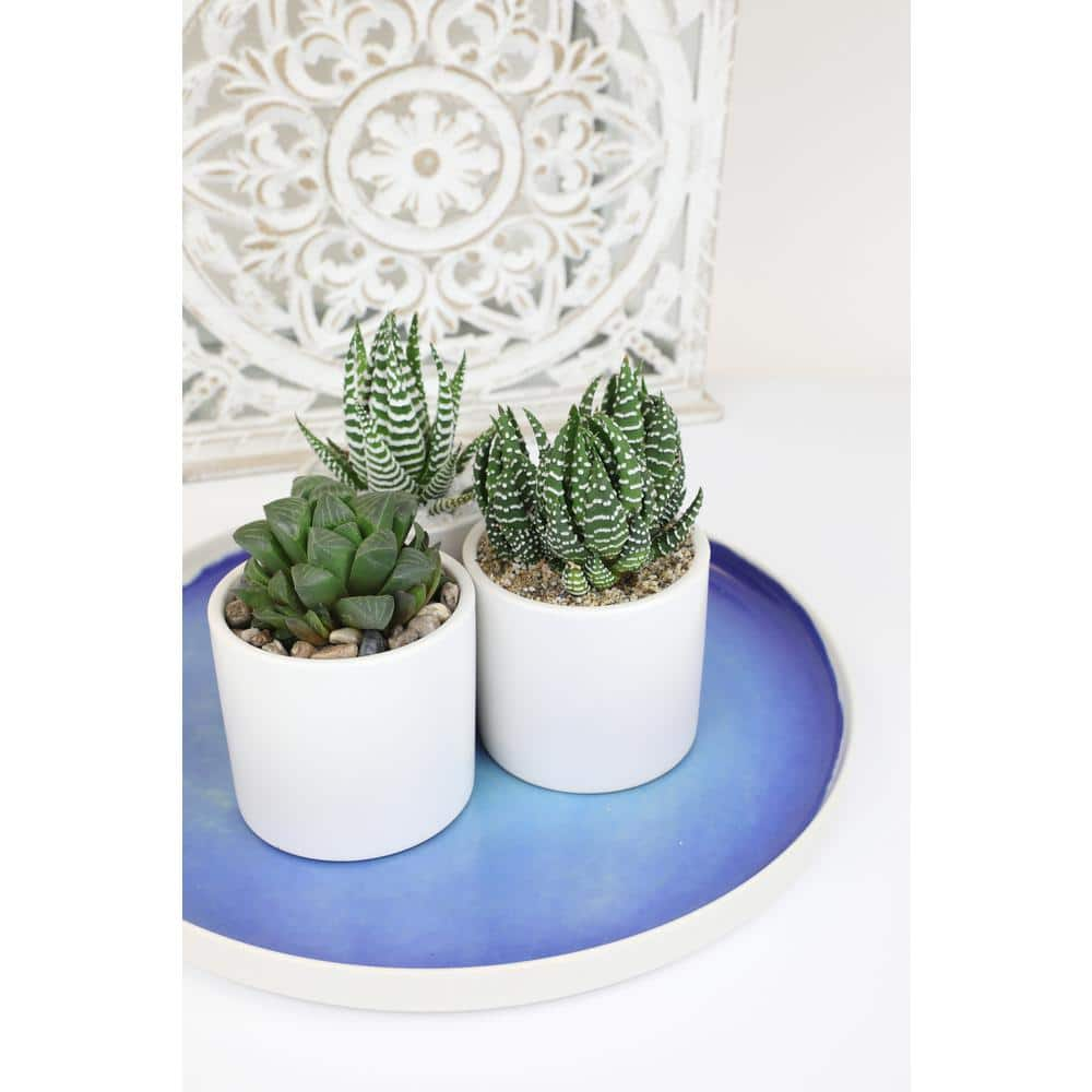 SMART PLANET 3Pk 2.5 in. Lolite Haworthia and Gasteria Succulents in Matte White Cylindrical Decco Pot 0880096