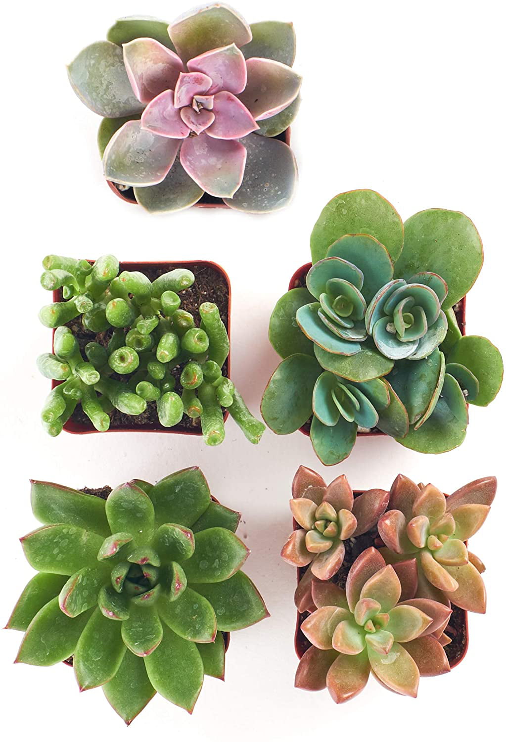 Home Botanicals | Assorted Live Succulent Plants， Hand Selected Variety Pack of Mini Succulents | Collection of 5