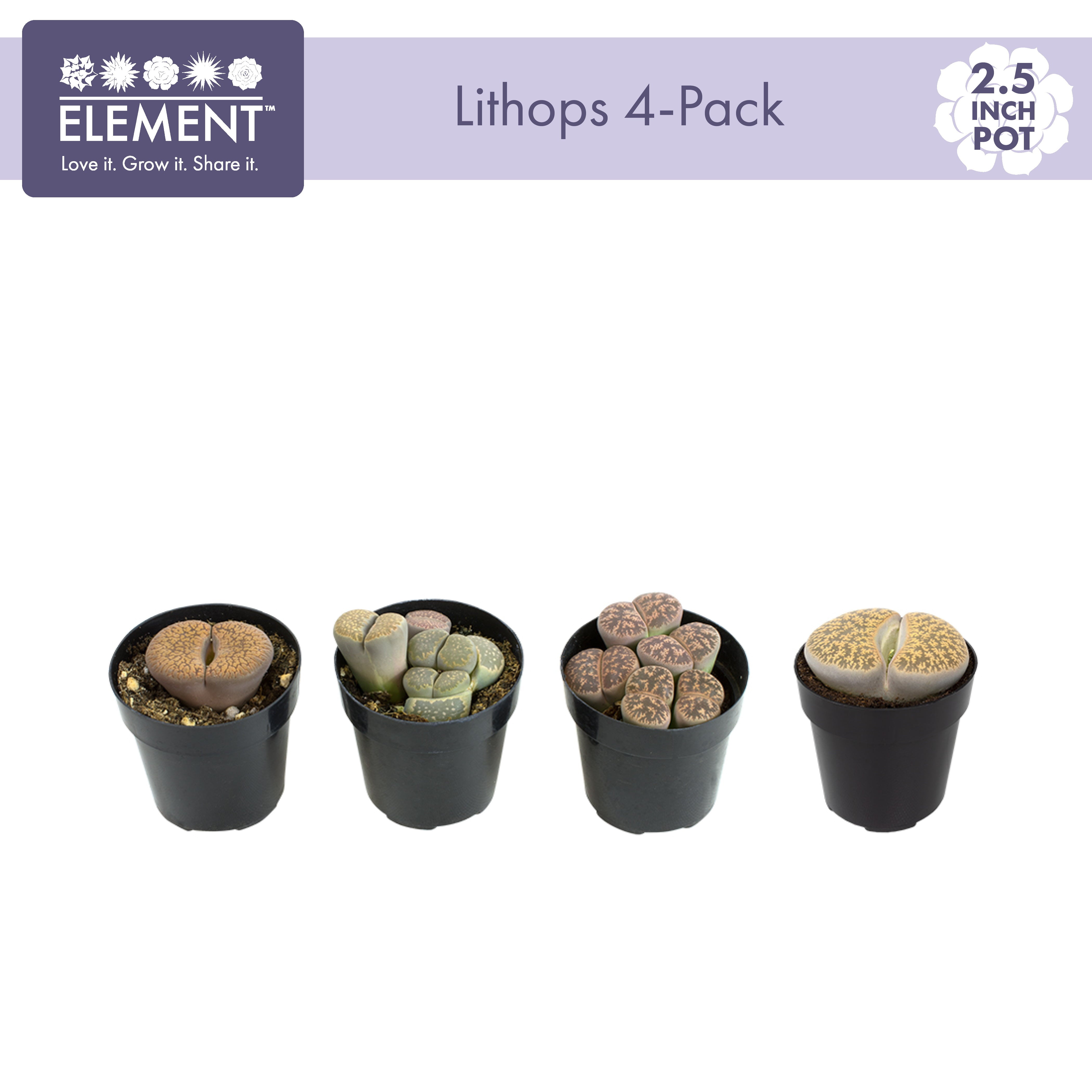 Element by Altman Plants Lithops Live Succulent， Live Indoor House Plants with Grower Pots ， 2.5 inch ， Pack of 4