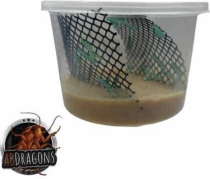 ABDragons Hornworms Small Pet and Reptile Food