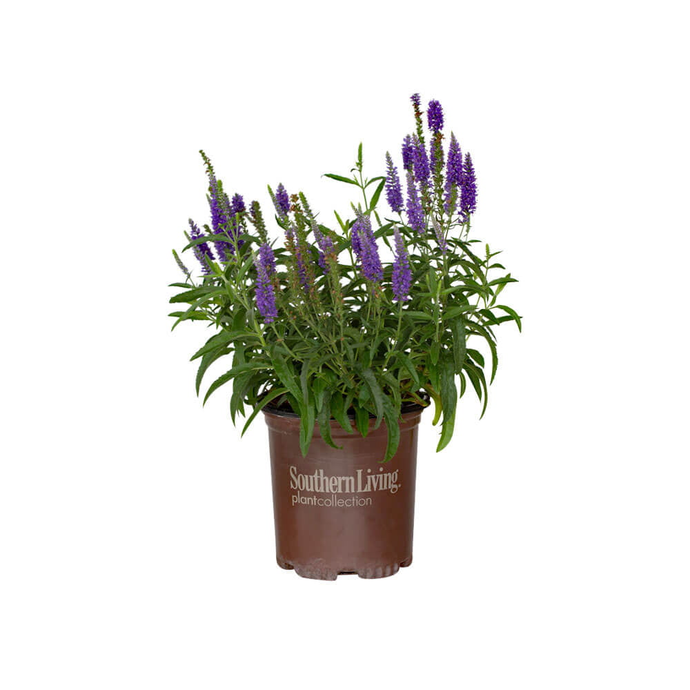 Dark Blue Moody Blues Veronica (2.5 Quart) Flowering Deciduous Perennial with Violet-Blue Flower Spikes - Full Sun Live Outdoor Plant - Southern Living Plant Collection