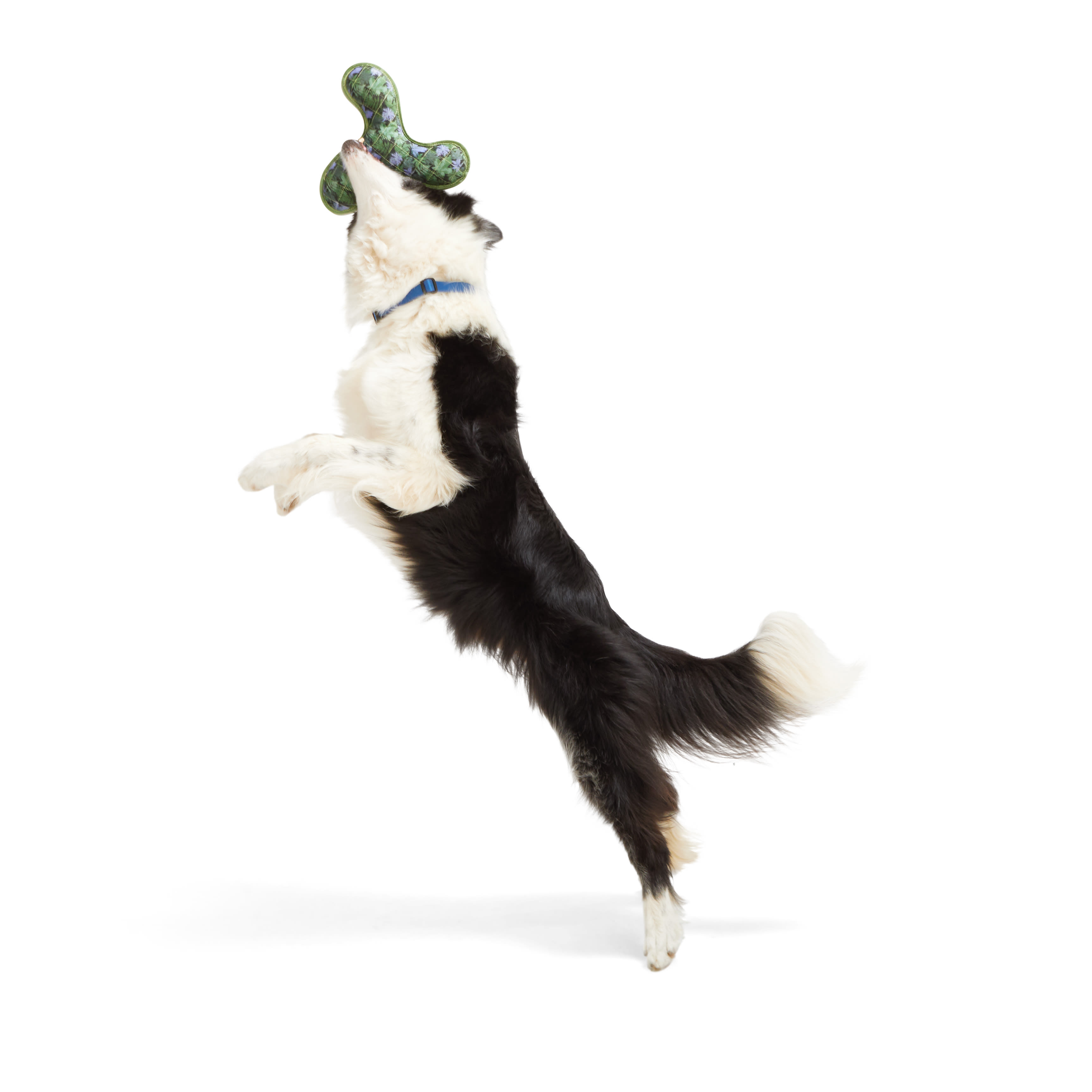 Leaps  Bounds Tough Boomerang Dog Toy