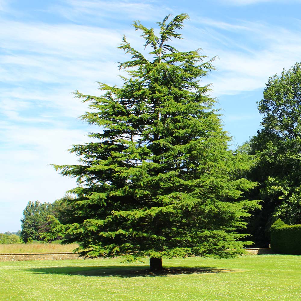 Deodar Cedar Tree