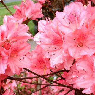 national PLANT NETWORK 2.5 qt. Azalea Wakaebisu Flowering Shrub with Salmon Blooms HD7030