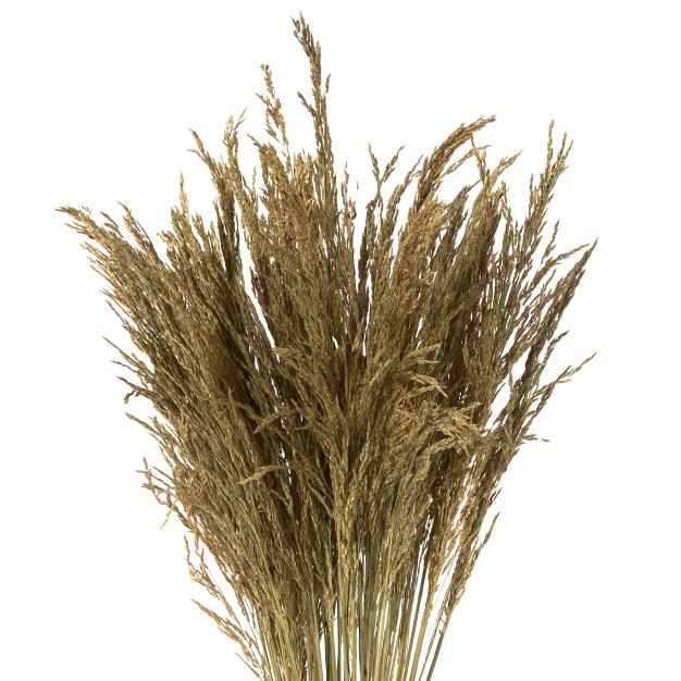 Congo Grass Bundle， 8 Oz Dried