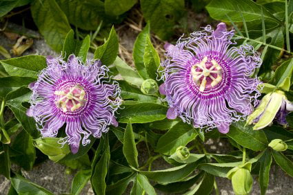 MAYPOP PURPLE PASSION FLOWER PLANT (PASSIFLORA INCARNATA)