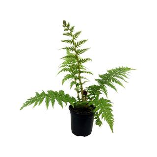 Wekiva Foliage Australian Tree Fern - Live Plant in a 10 in. Growers Pot - Sphaeropteris Cooperi - Tropical Fern for The Home and Gard VJ-071F-X3EL