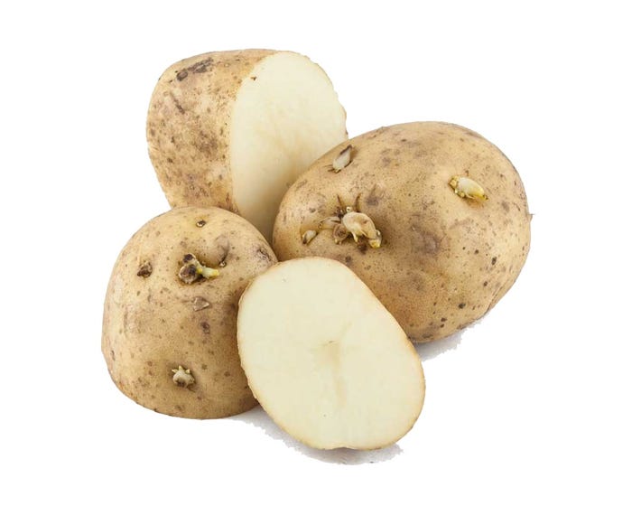 White Kennebec Seed Potatoes