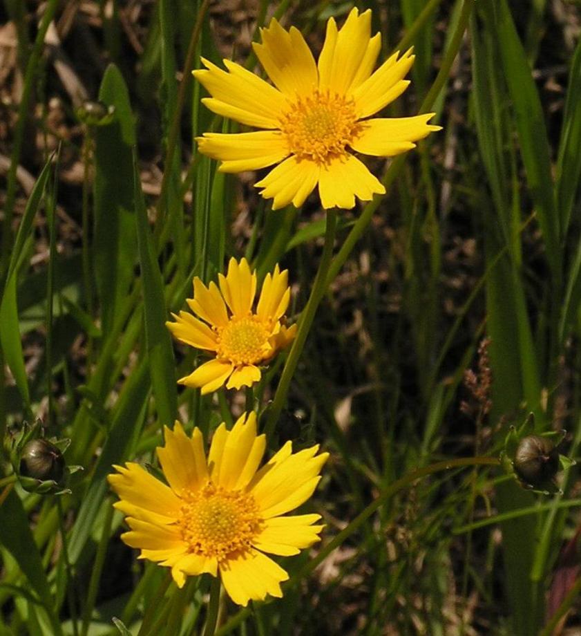 Classy Groundcovers - Coreopsis 'Nana' Tickseed， Mouse-eared Coreopsis， Dwarf Eared Coreopsis {25 Pots - 3 1/2 inch Square}