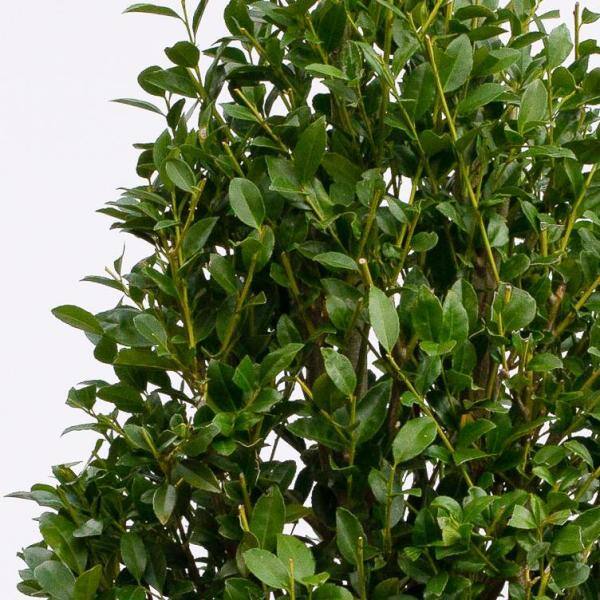 Vigoro 5 Gal. Arrow Point Japanese Holly (Ilex) Live Plant Pyramidal Growth Habit Glossy Foliage Burgundy New Growth 11220