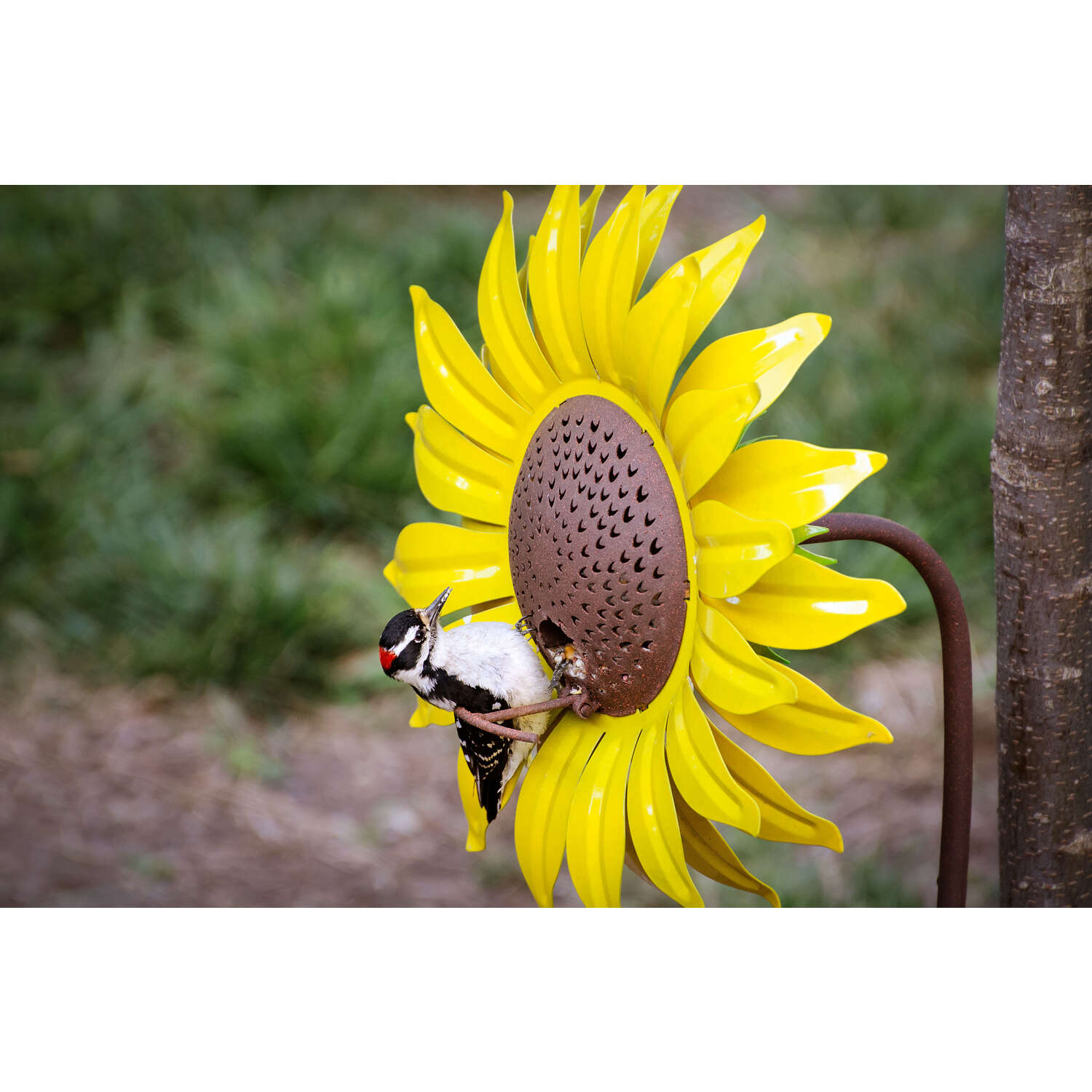 Desert Steel Wild Bird 12 oz Steel Sunflower Bird Feeder 1 ports