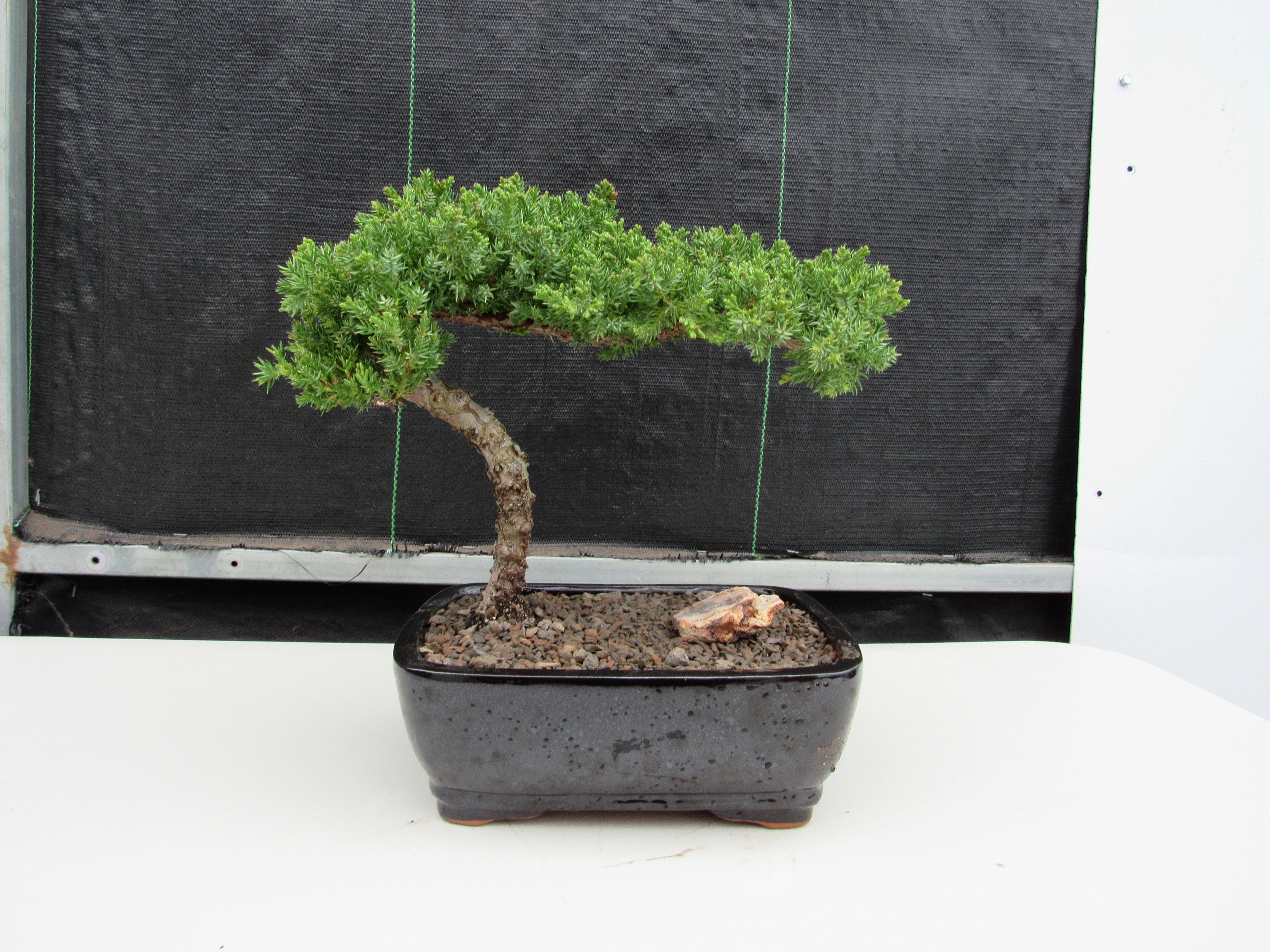 Classic Juniper Bonsai Tree