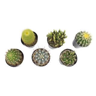 SMART PLANET 9 cm Assorted Cactus Plant Collection (6-Pack) 0883219