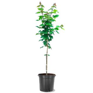 Autumn Blaze Red Maple Shade Tree MAPABL05G