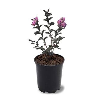 BLACK DIAMOND 1 Gal. Purely Purple Crape Myrtle Tree CRMBPP01G