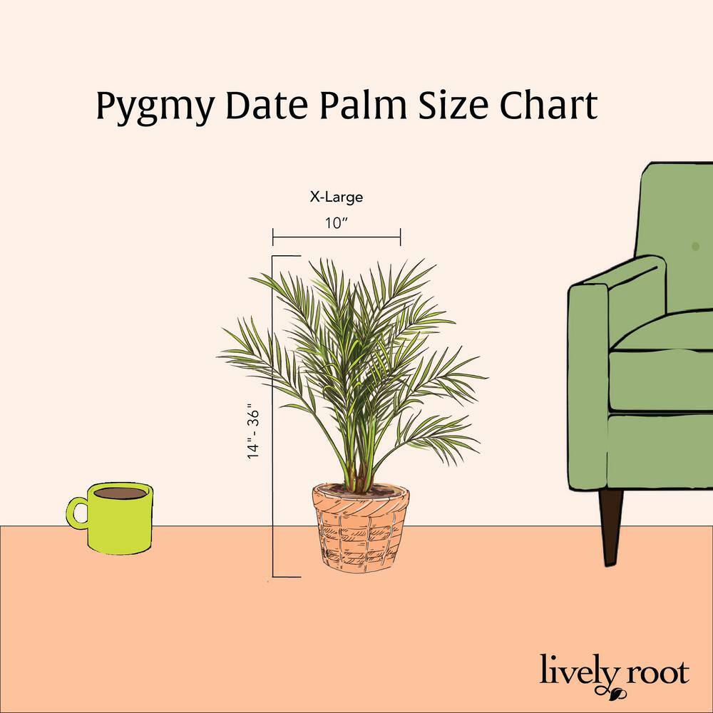 LIVELY ROOT 10 in. Pygmy Date Palm (Phoenix Roebelenii) Plant in Grower Pot LRDTPALM