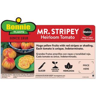 Bonnie Plants 19 oz. Mr. Stripey Heirloom Tomato Plant 0209