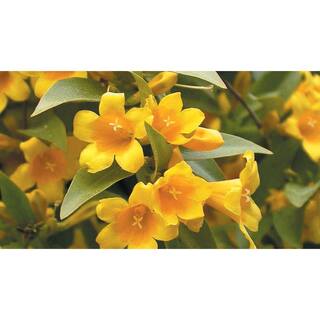 GARDENER'S CONFIDENCE 2 Gal. Echo Jasmine Duet Jessamine Climbing Vine Evergreen Plant with Yellow Fragrant Blooms in Spring and Fall 11043